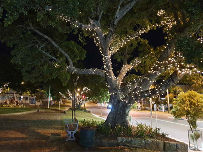 Fairy Lights Beneath the Fig Trees