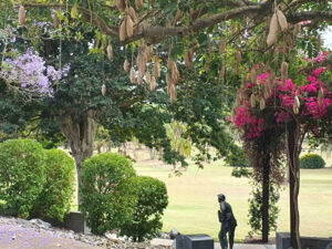 Sausage Tree Beside the Memorial Walk
