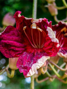 Close up of the bloom of the African Sausage Tree