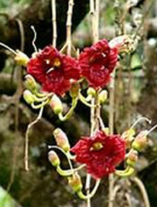 Spectacular Crimson Sausage Tree Blooms