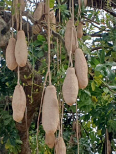 Woody nuts hanging in the sausage tree