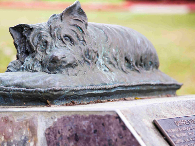 Bronze statue of Chippie IV the Cairn Terrier at the entrance to Queen's Park in Maryborough
