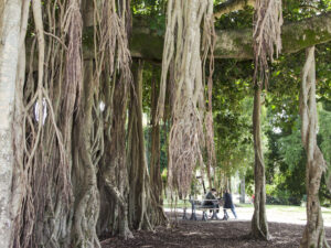 Banyan Tree, Queen’s Park — a favourite shady spot for locals and visitors.