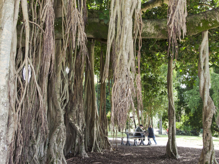 Banyan Tree, Queen’s Park — a favourite shady spot for locals and visitors.