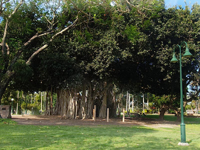 Banyan Tree, Queen’s Park — a favourite shady spot for locals and visitors.