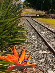 Railway tracks running past vibrant bird-of-paradise flowers in Queen’s Park.
